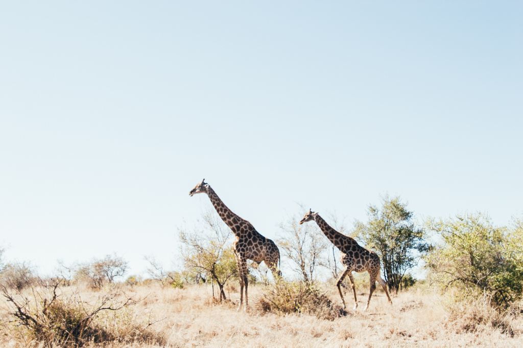 Photo by Tobin Rogers on Unsplash